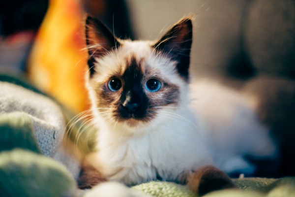 Уход за котенком с первых дней