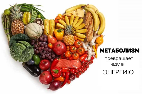 метаболизм - это энергия метаболизм - это энергия